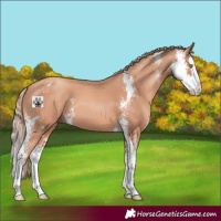 Horse Color:Gold Champagne Sabino Splash