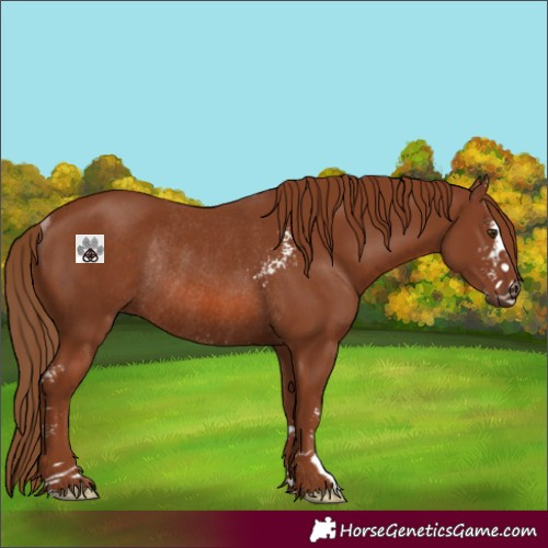 Horse Color:Chestnut Sabino Rabicano 