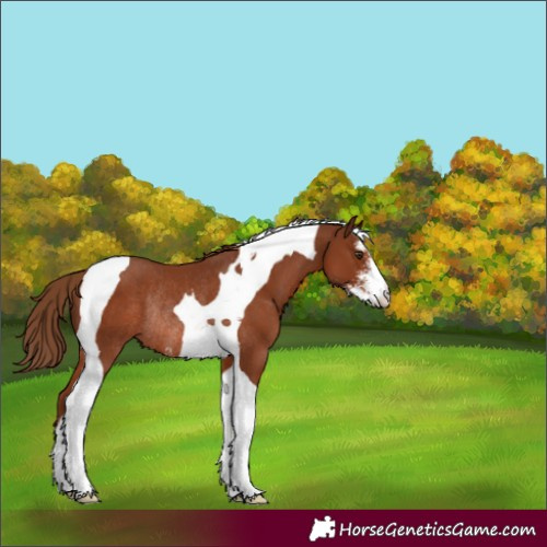 Horse Color:Chestnut Sabino Tobiano Rabicano 