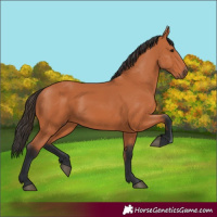 Horse Color:Bay 