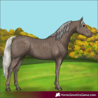 Horse Color:Silver Black 
