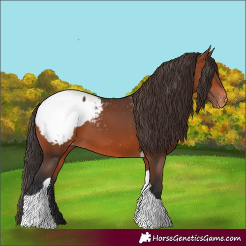 Horse Color:Bay Tobiano Appaloosa