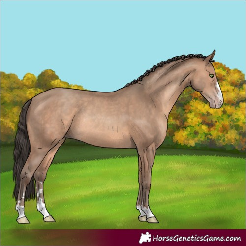 Horse Color:Sable Champagne Rabicano 