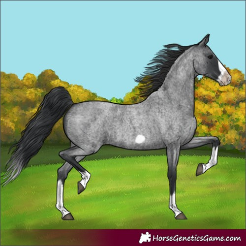 Horse Color:Blue Roan Splash Frame