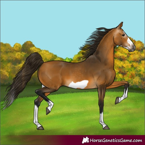 Horse Color:Gray Buckskin Splash Frame 