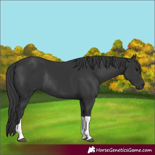 Horse Color:Black Tobiano Rabicano 