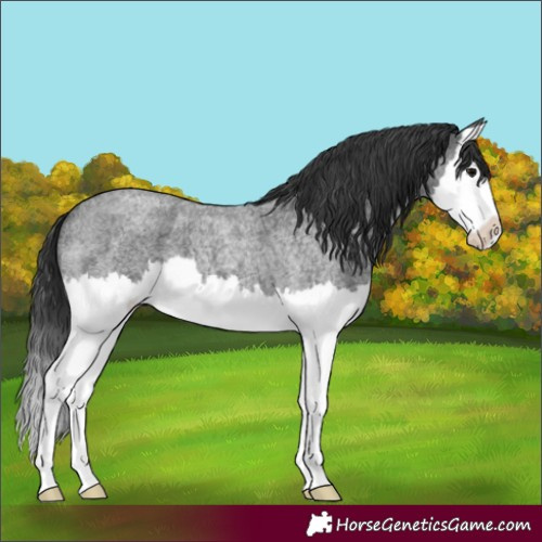 Horse Color:Blue Roan Splash 
