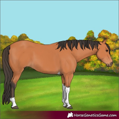 Horse Color:Bay Tobiano 