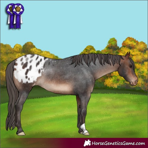 Horse Color:Bay Varnish Rabicano 