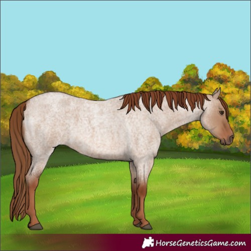 Horse Color:Red Dun Roan 