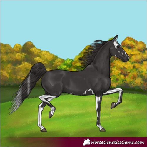 Horse Color:Smoky Black  and Smoky Black Splash 
