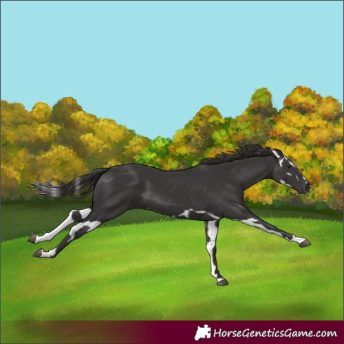 Horse Color:Smoky Black  and Smoky Black Splash 