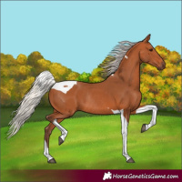 Horse Color:Silver Bay Tobiano Rabicano