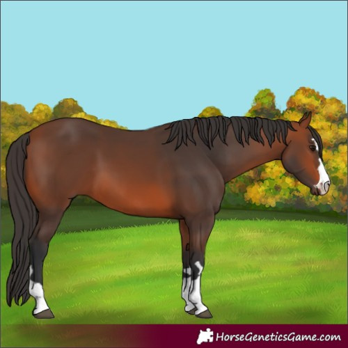 Horse Color:Bay 