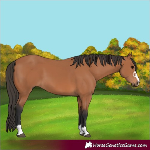Horse Color:Bay 