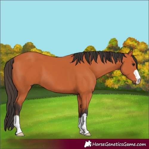 Horse Color:Bay 