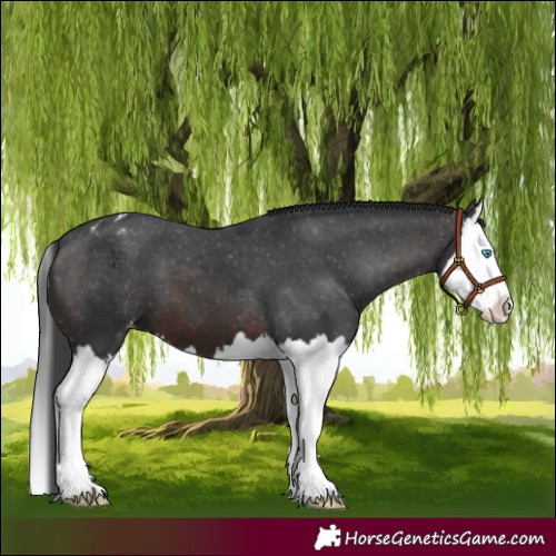 Horse Color:Brown Splash Varnish