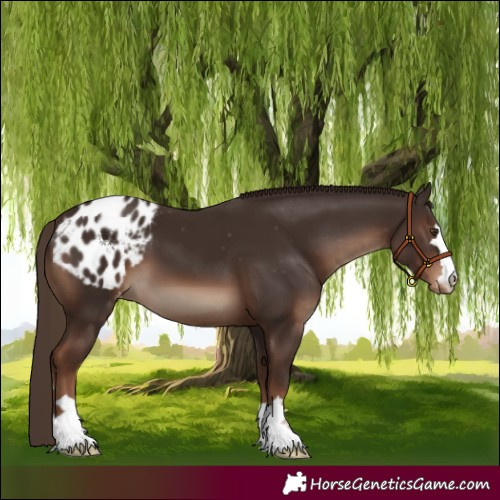 Horse Color:Liver Chestnut Appaloosa 