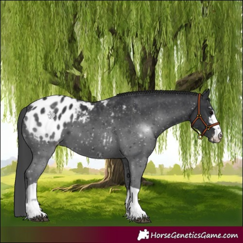Horse Color:Black Appaloosa 