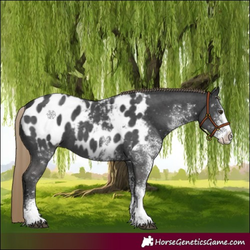 Horse Color:White Spotted Liver Chestnut Tobiano Blanket