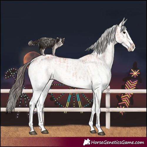 Horse Color:White Spotted Bay Splash  and White Spotted Bay Splash 