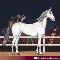 Horse Color:White Spotted Bay Splash  and White Spotted Bay Splash 