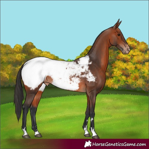 Horse Color:Bay Near Fewspot 