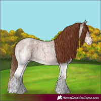 Horse Color:White Spotted Red Roan 