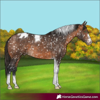 Horse Color:Bay Tobiano Appaloosa 