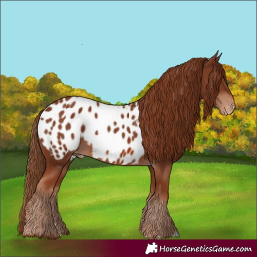 Horse Color:Chestnut Appaloosa 