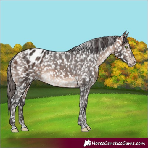 Horse Color:Bay Blanket 