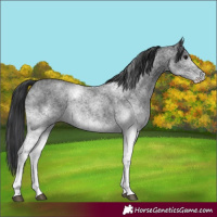 Horse Color:White Spotted Blue Roan 