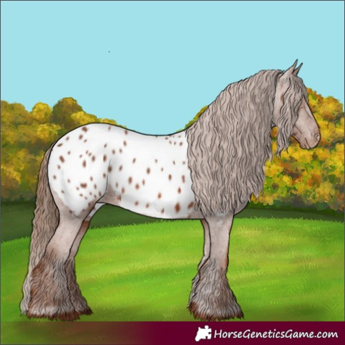 Horse Color:Chestnut Appaloosa 