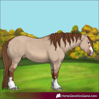 Horse Color:Red Dun 