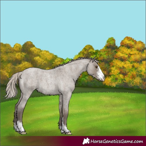 Horse Color:Silver Grullo Roan Sabino 
