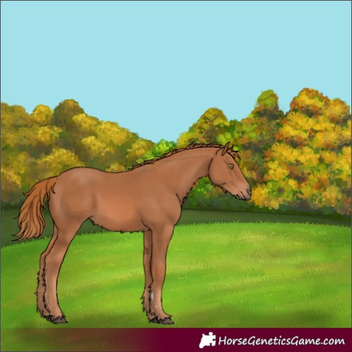 Horse Color:Chestnut 