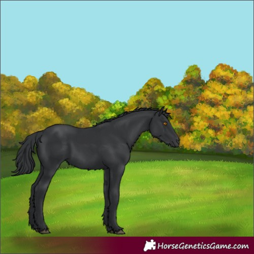 Horse Color:Black 