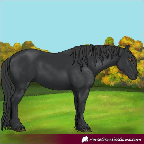 Horse Color:Black 