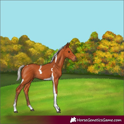 Horse Color:Silver Bay Tobiano Rabicano 