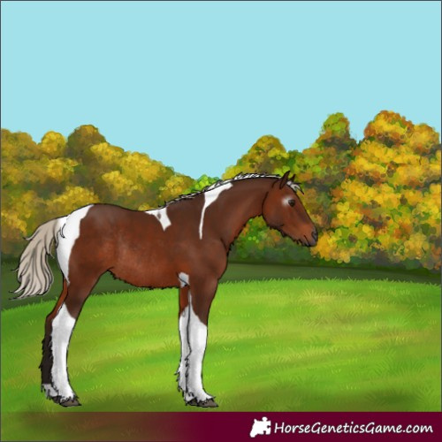 Horse Color:Gray Silver Bay Tobiano Rabicano 