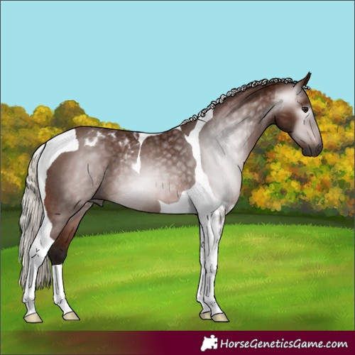 Horse Color:Gray Silver Bay Tobiano Rabicano 