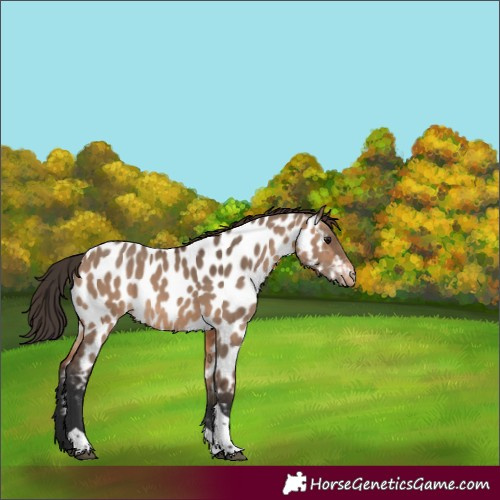 Horse Color:Brown Dun Tobiano Near Leopard Rabicano 