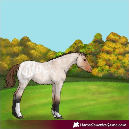 Horse Color:Bay Roan Dun Tobiano Blanket 