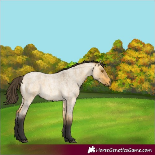 Horse Color:Buckskin Roan Dun Rabicano 
