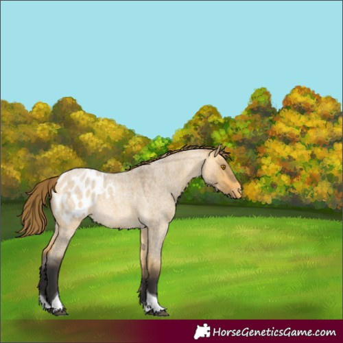Horse Color:Buckskin Roan Dun Tobiano Blanket Rabicano 