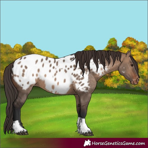 Horse Color:Brown Dun Tobiano Appaloosa 