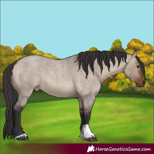 Horse Color:Brown Roan Dun Tobiano Rabicano 
