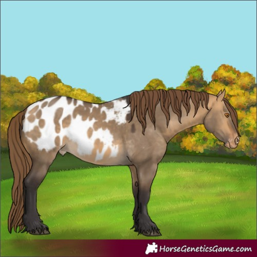 Horse Color:Buckskin Dun Blanket Rabicano 