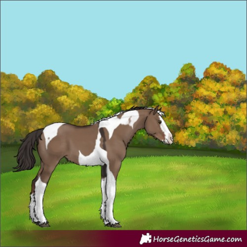 Horse Color:Liver Red Dun Splash Tobiano 