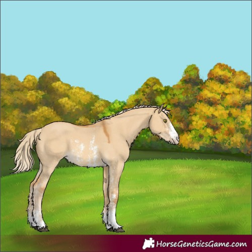 Horse Color:Palomino Dun Sabino 